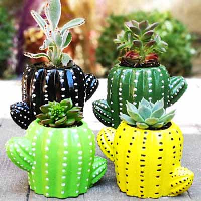 4 adet kaktus kaktus